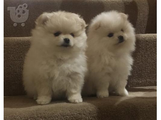 Pomeranian all kc reg.
